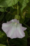 Hedge false bindweed